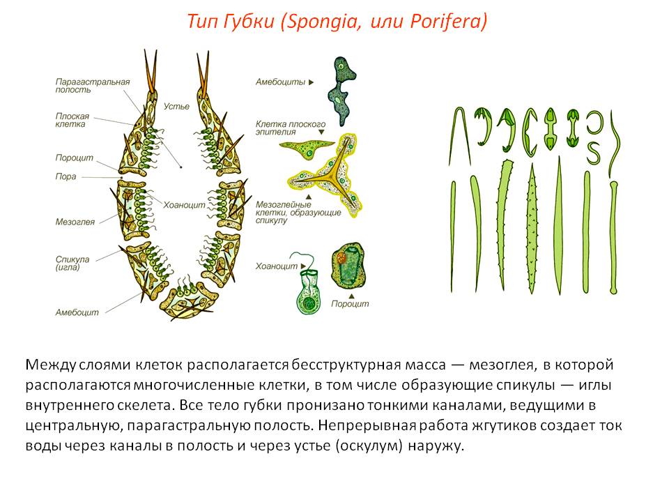 Кракен действующая ссылка